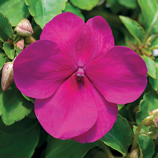 Accent™ Premium Violet Hybrid Impatiens Seeds