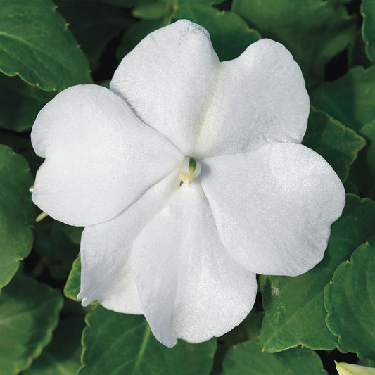 Accent™ Premium White Hybrid Impatiens Seeds