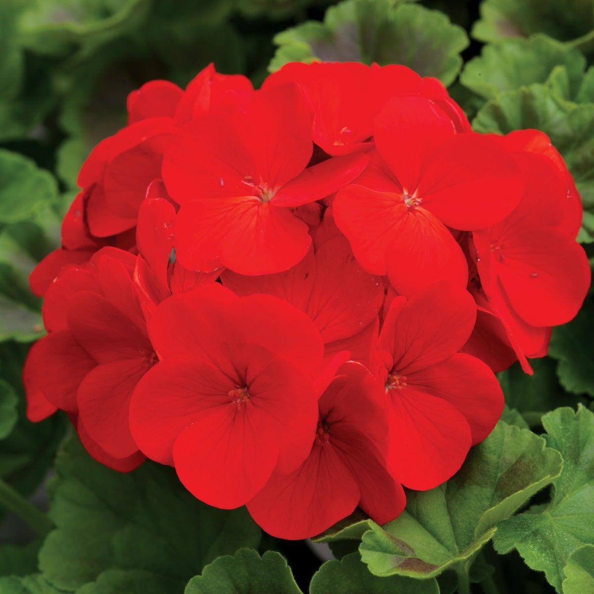 Pinto™ Premium Deep Red Hybrid Geranium Seeds