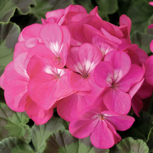 Pinto™ Premium Deep Rose Hybrid Geranium Seeds