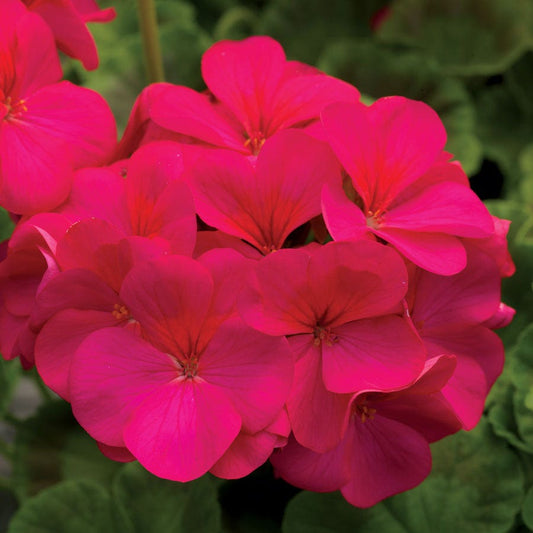 Pinto™ Premium Violet Hybrid Geranium Seeds