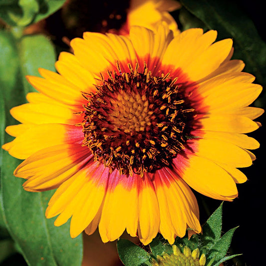 Mesa™ Bright Bicolor Hybrid Blanket Flower Seeds