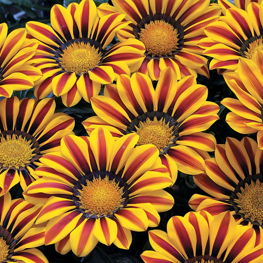 Big Kiss™ Yellow Flame Hybrid Gazania Seeds