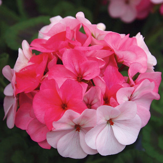 Inspire Appleblossom Geranium Seeds