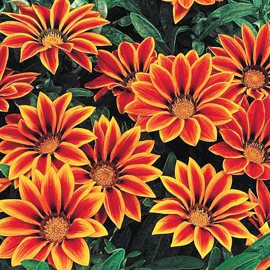 Frosty Kiss™ Orange Flame Hybrid Gazania Seeds