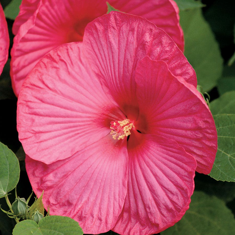 Luna™ Rose Hibiscus Seeds