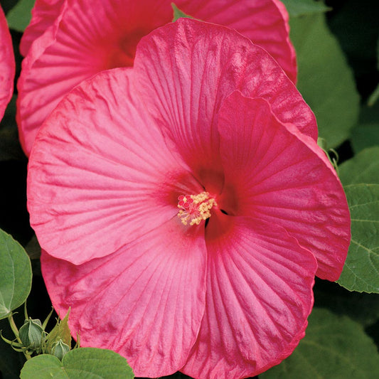 Luna™ Rose Hibiscus Seeds