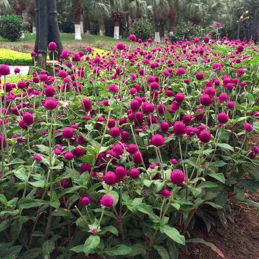 Las Vegas Purple Gomphrena Seeds