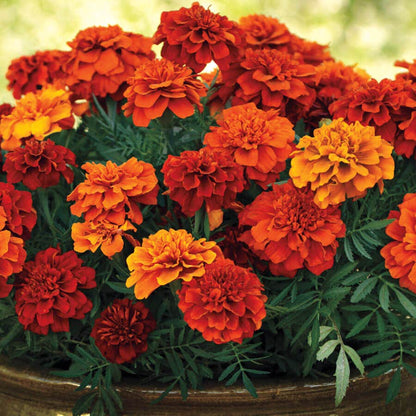 marigold fireball seeds Fireball Marigold Seeds