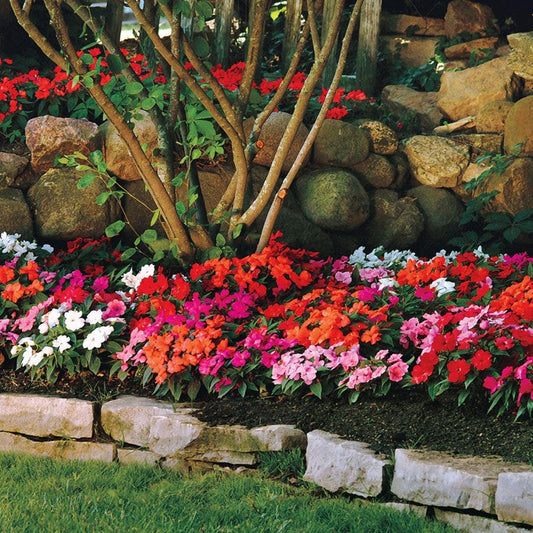 Divine™ Mix New Guinea Impatiens Seeds