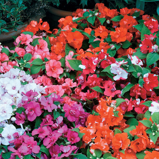 Athena Mix Impatiens Seeds