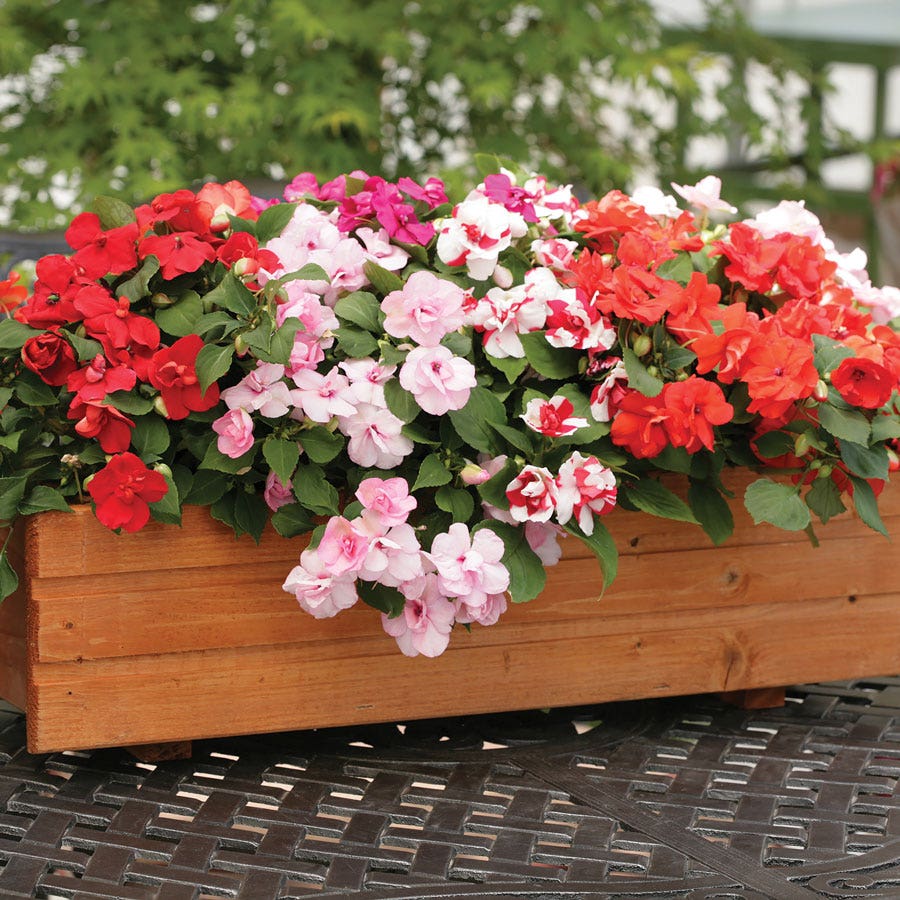 Athena Mix Impatiens Seeds