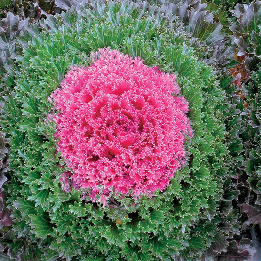 Glamour Red Ornamental Kale Seeds