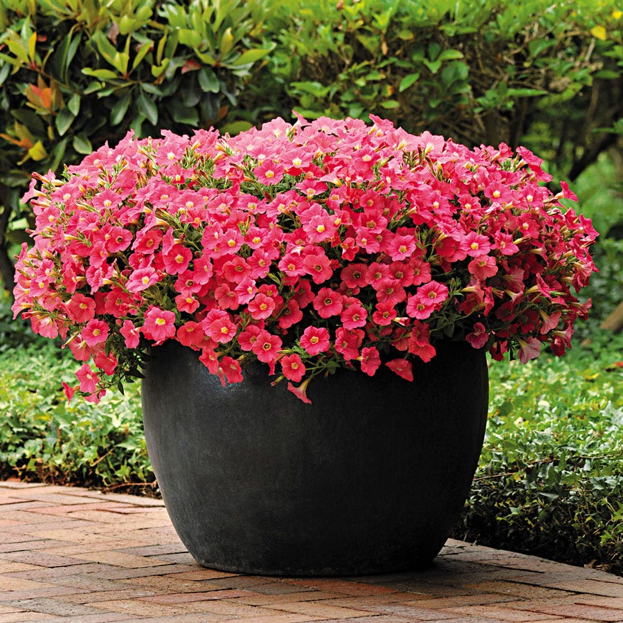 Shock Wave® Coral Crush Petunia Seeds