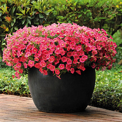 Shock Wave® Coral Crush Petunia Seeds