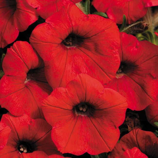 Shock Wave® Red Petunia Seeds