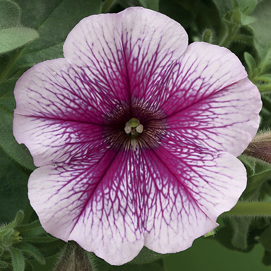 Opera Supreme™ Raspberry Ice Petunia Seeds – Park Seed