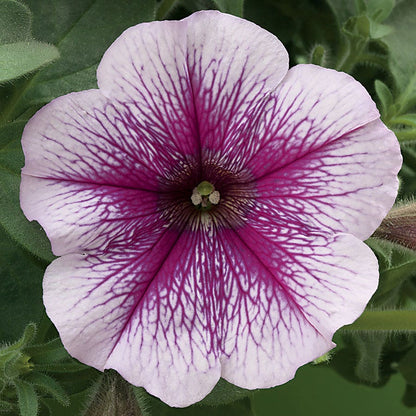 Opera Supreme™ Raspberry Ice Petunia Seeds