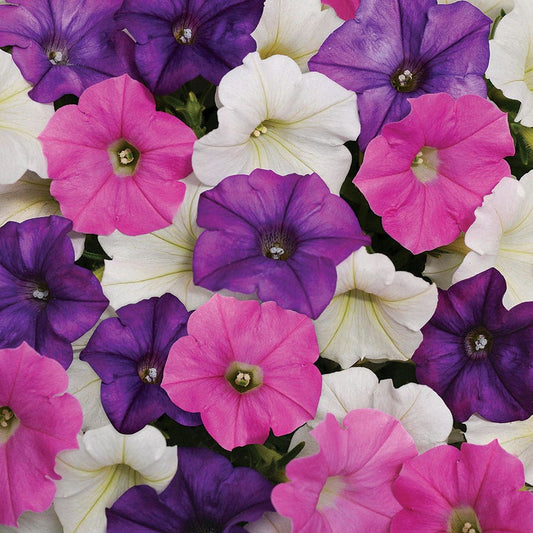 Shock Wave® Spark Mix Petunia Seeds