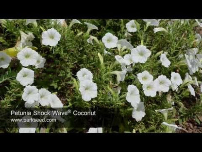 Shock Wave® Coconut Petunia Seeds