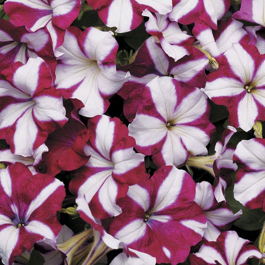 Easy Wave® Burgundy Star Petunia Seeds