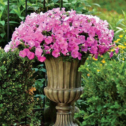 Shock Wave® Pink Shades Petunia Seeds
