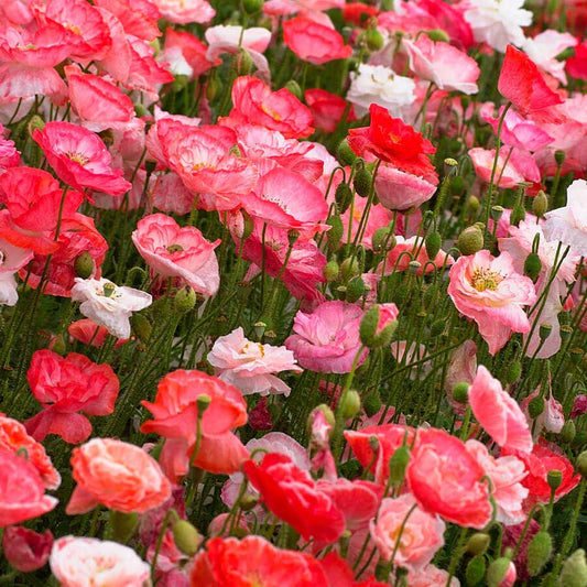 'Falling in Love' Poppy Seeds