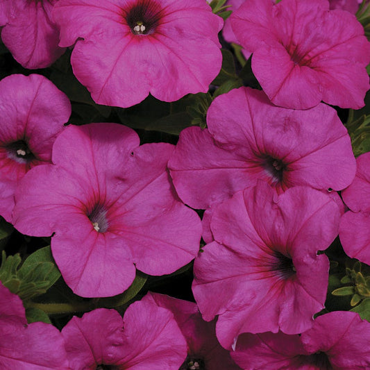 Easy Wave® Neon Rose Petunia Seeds
