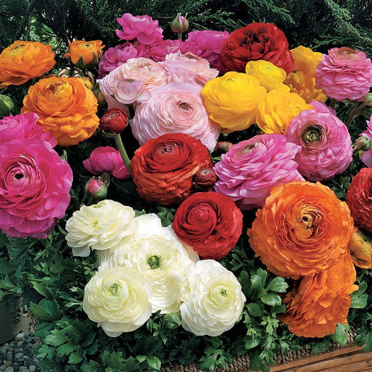 Magic™ Mix Ranunculus Seeds