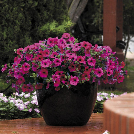 Wave® Purple Improved Petunia Seeds