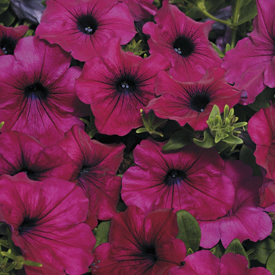 Wave® Purple Improved Petunia Seeds
