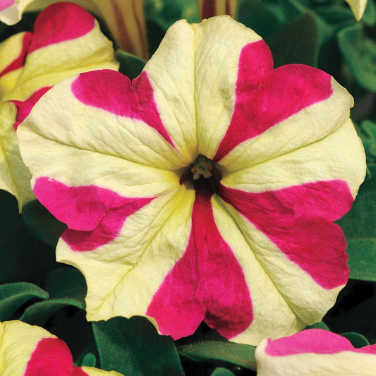 Sophistica® Lime Bicolor Petunia Seeds