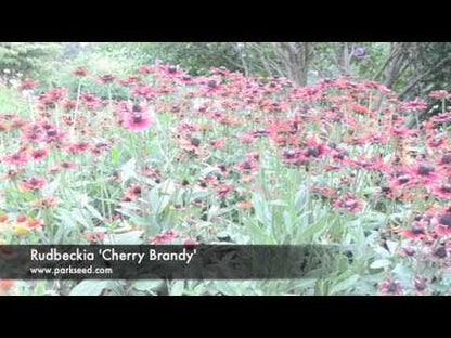 'Cherry Brandy' Rudbeckia Seeds