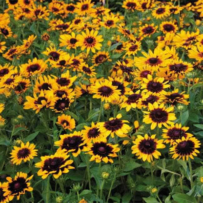 Denver Daisy Rudbeckia Seeds