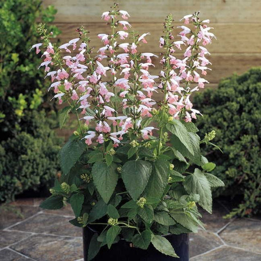 Summer Jewel™ Pink Salvia Seeds