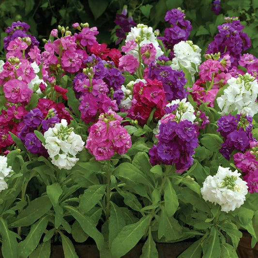 Hot Cakes Mixture Stock Seeds