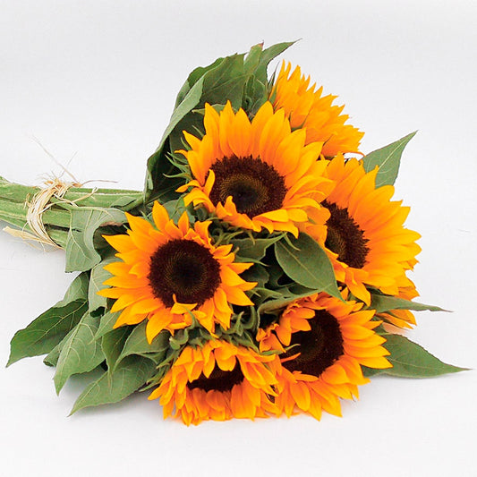 Zohar Hybrid F1 Organic Sunflower Seeds
