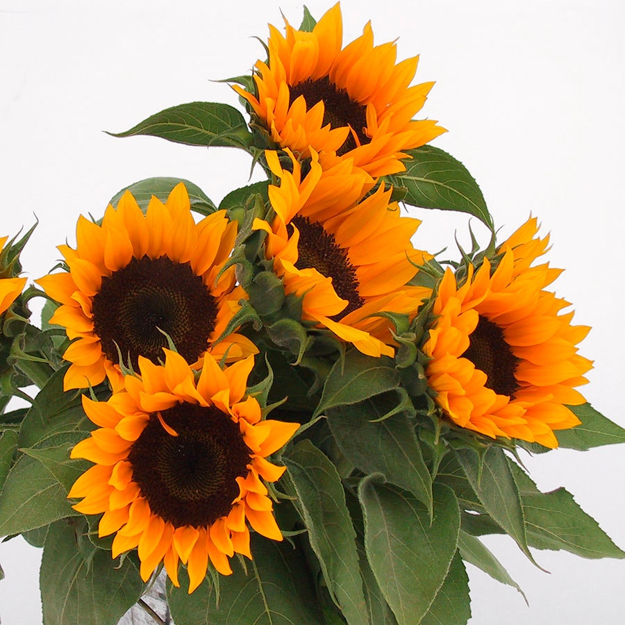 Zohar Hybrid F1 Organic Sunflower Seeds