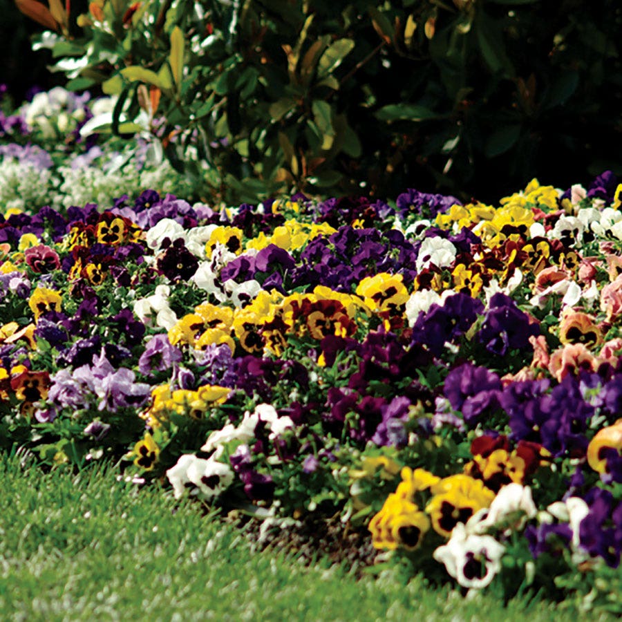 Spring Matrix™ Blotch Mix Pansy Seeds – Park Seed