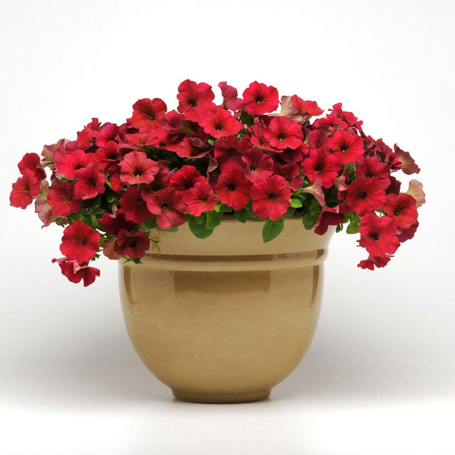 Easy Wave® Berry Velour Petunia Seeds