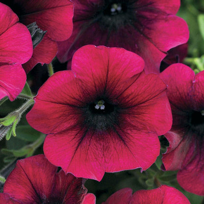Easy Wave® Burgundy Velour Petunia Seeds