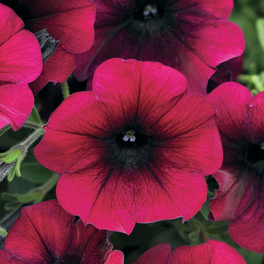 Easy Wave® Burgundy Velour Petunia Seeds