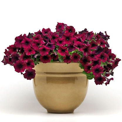 Easy Wave® Burgundy Velour Petunia Seeds