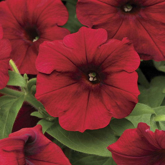 Easy Wave® Red Velour Petunia Seeds