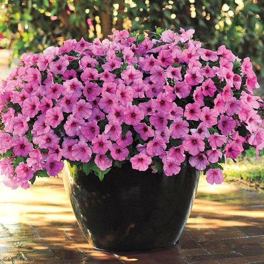 Easy Wave® Pink Passion Petunia Seeds