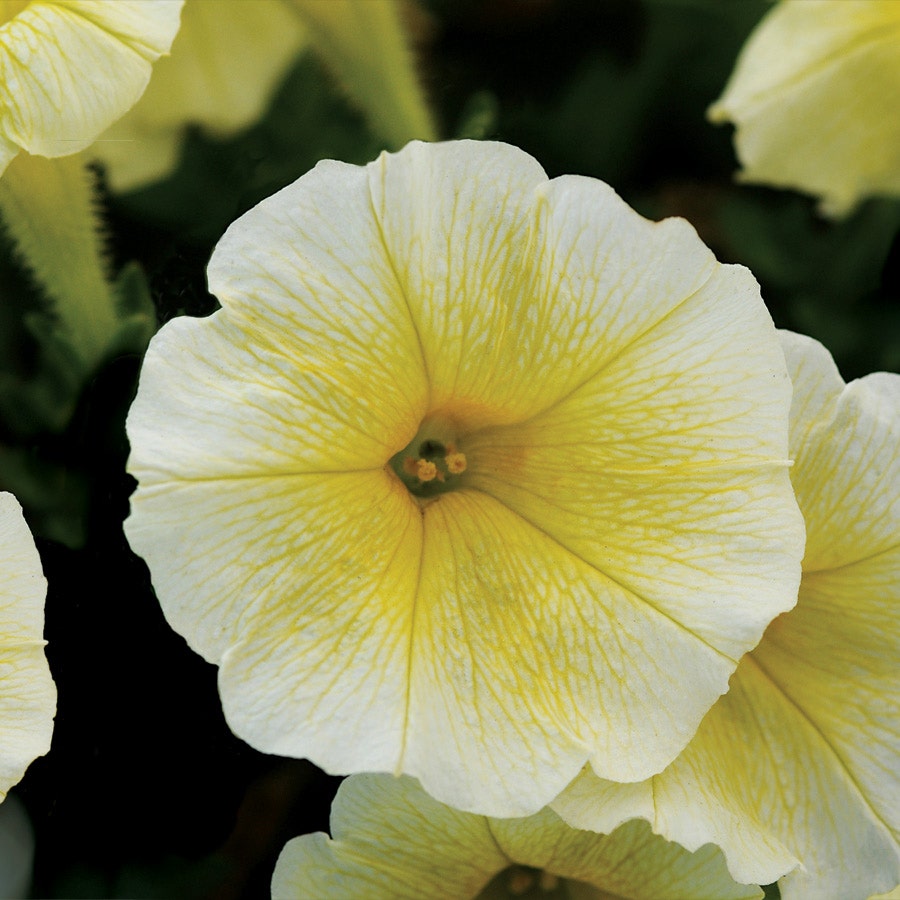 E3 Easy Wave® Yellow Petunia Seeds