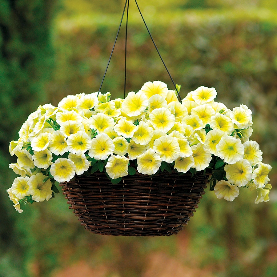 E3 Easy Wave® Yellow Petunia Seeds