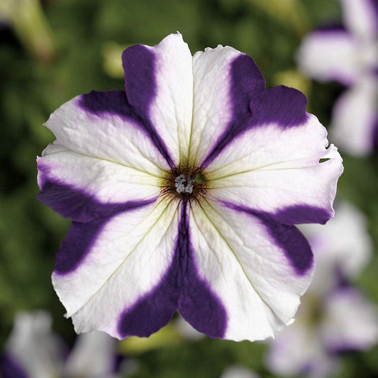 TriTunia™ Blue Star Hybrid Petunia Seeds