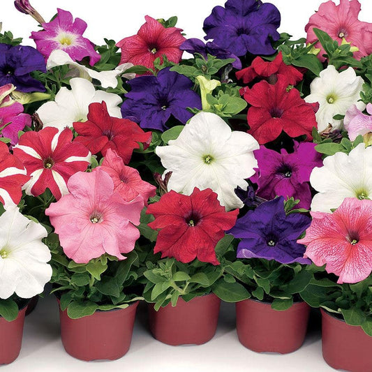 TriTunia™ Mix Hybrid Petunia Seeds