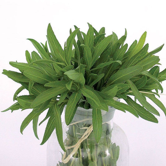 Mexican Organic Tarragon Seeds